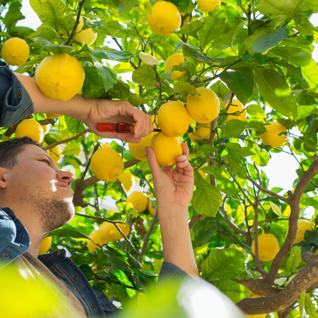 smiling-young-man-farmer-harvesting-picking-lemon-2024-10-18-05-23-14-utc